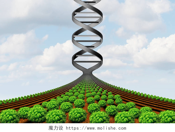 非转基因的农田转基因农业和农业遗传学和转基因作物或生长食品生物技术科学和农业产量技术3d 例证.